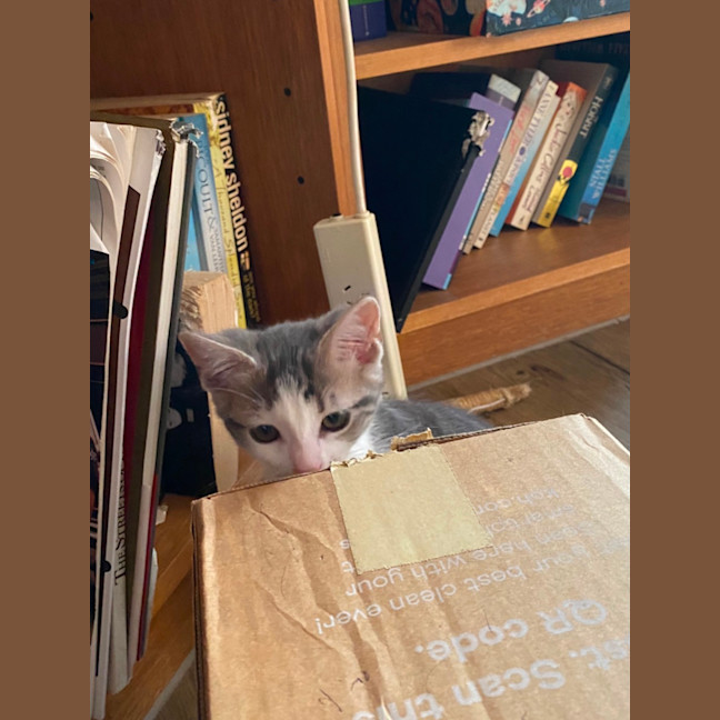 Photo of Moana   Meet Me At Petstock Chelsea