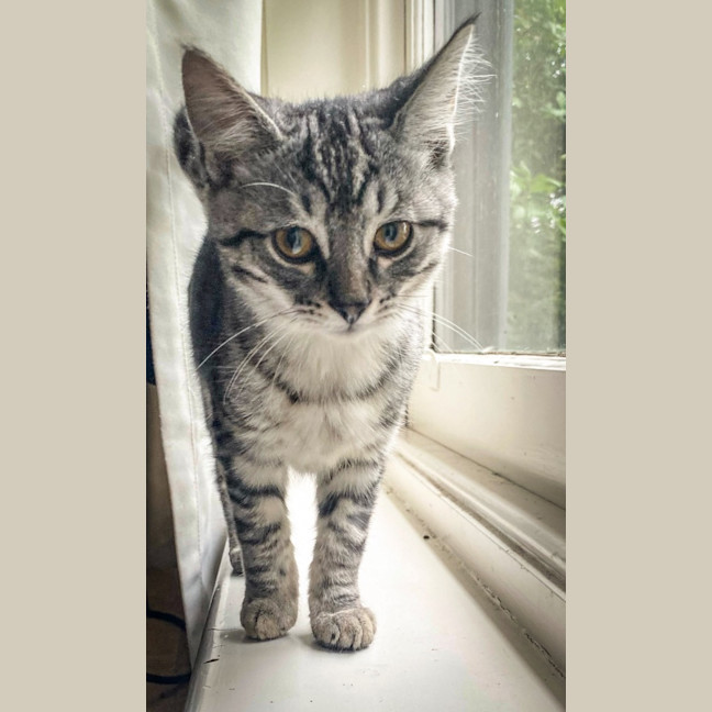 Photo of Tinsel