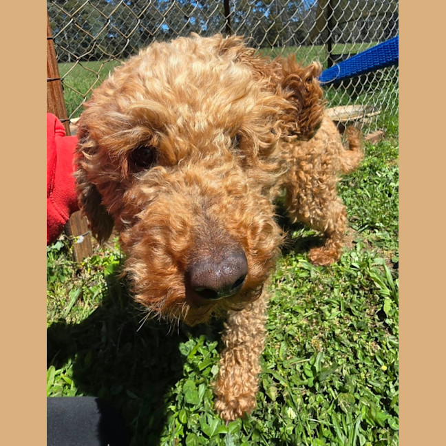 Photo of Angus
