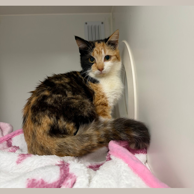 Photo of Callie