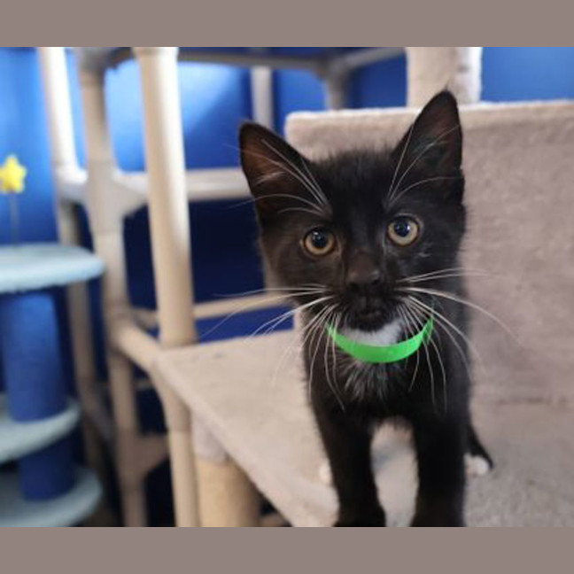 Photo of Inky