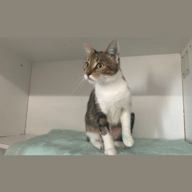 Photo of Pippin