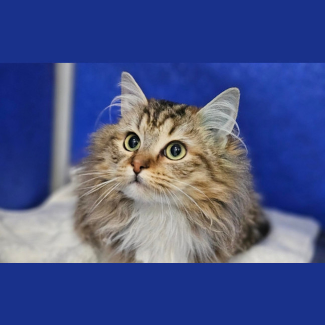 Photo of Nala