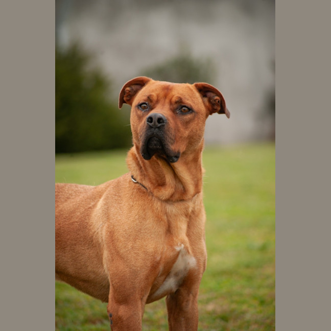 Photo of Tucker