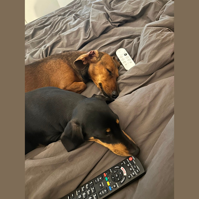 Photo of Honey And Frankie 