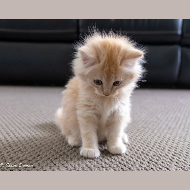 Photo of Rusty