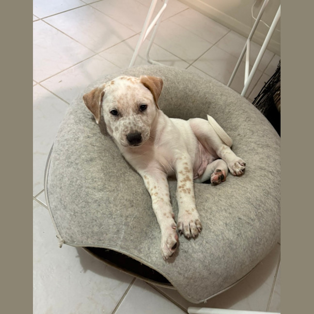Photo of Bingo    9 Week Old Cattle Dog X