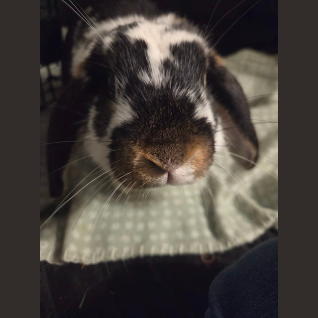 Photo of Samuel