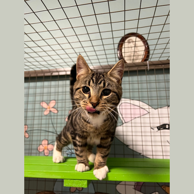 Photo of Sulley (Was Mogs)