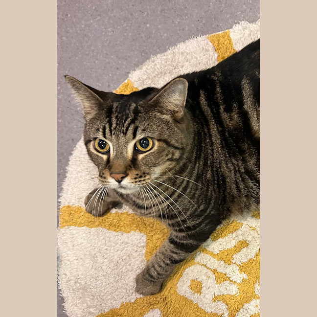 Photo of Tiger