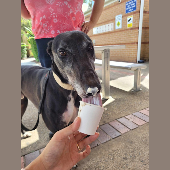 Photo of Flash, The Greyhound