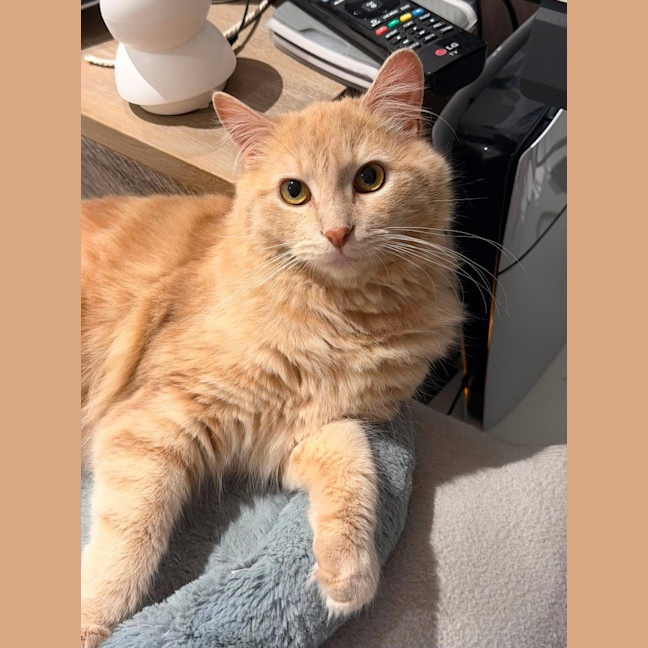 Photo of Paw Paw
