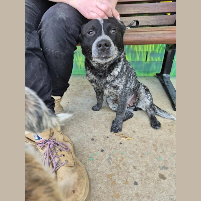 Photo of Snowy! ❄️