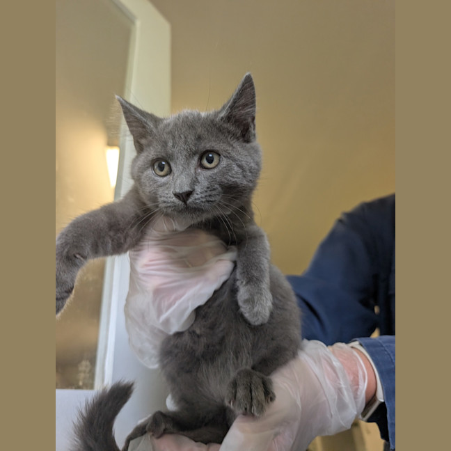 Photo of Onyx