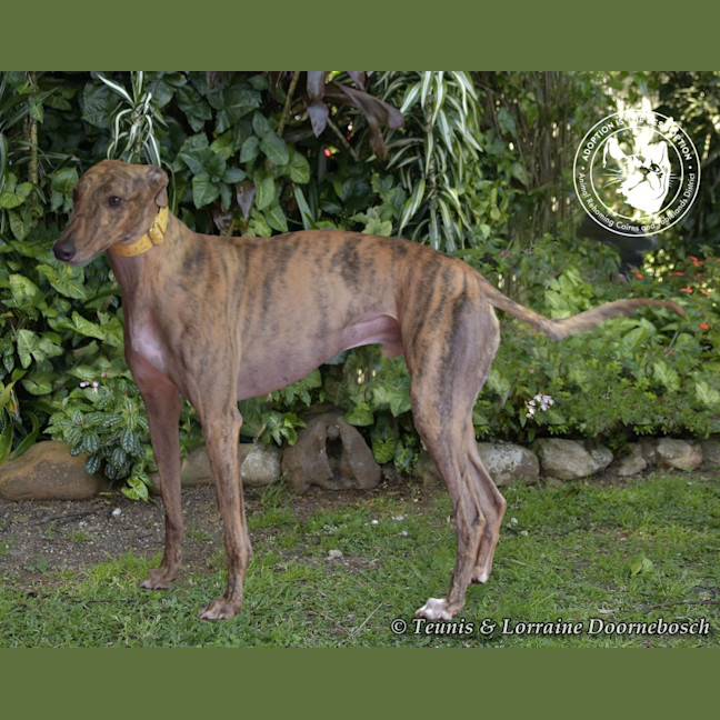 Photo of Mambo (Fingers Arrawarra)