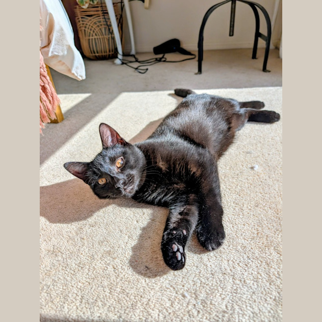 Photo of Wolfie