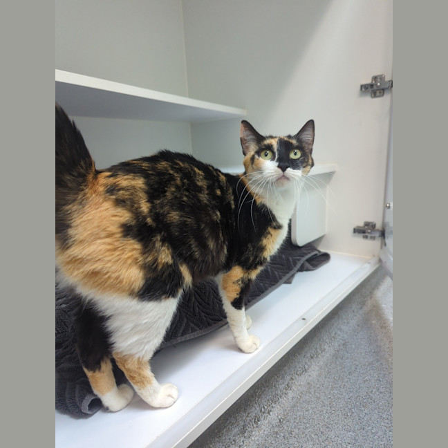 Photo of Delilah