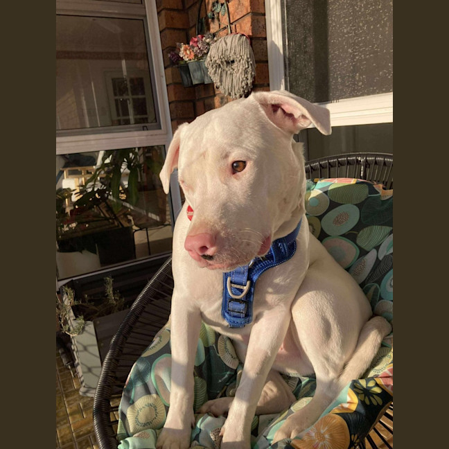 Photo of Casper   11 Month Old Staffy X