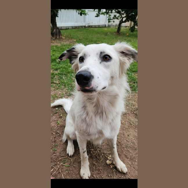 Photo of Smudge