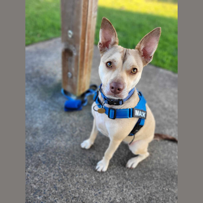 Photo of Mack   2 Year Old Chihuahua X Staffy