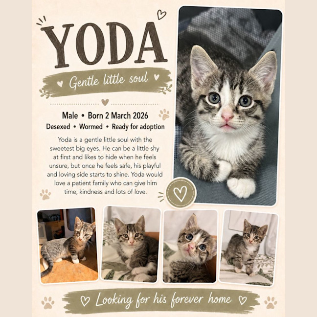 Photo of Yoda
