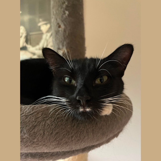 Photo of Zala ** 2nd Chance Cat Rescue **