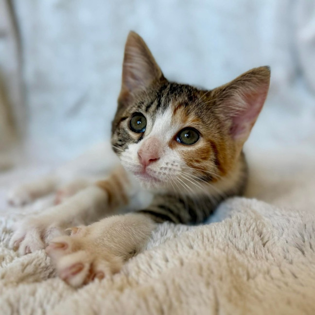 Photo of Mel C   On Display At Vets On Parker