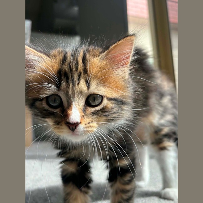 Photo of Gracie Meet Me At Petstock Carrum Downs Store 