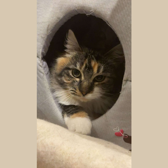 Photo of Cora *9 Lives Project Rescue*