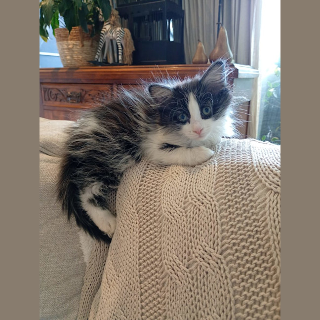 Photo of Biscuit, Oreo And Cookie