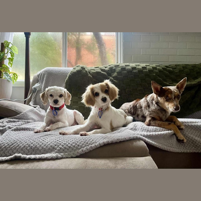 Photo of Elsa   11 Month Old Cavalier X