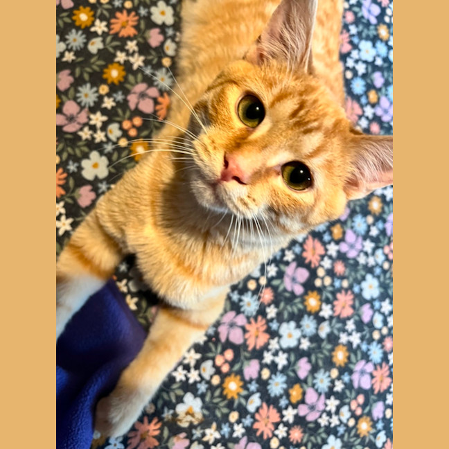 Photo of Oliver