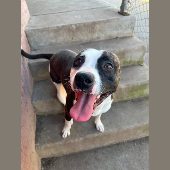 Photo of Stella