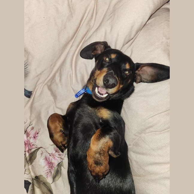 Photo of Rooster   9 Month Old Dachshund X Kelpie