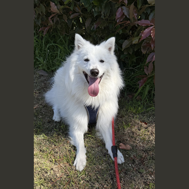 Photo of Max   1 Year Old Japanese Spitz