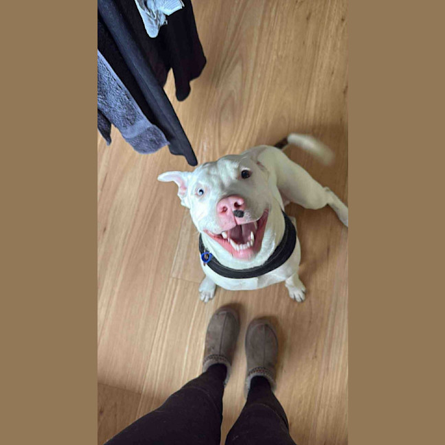 Photo of Casper   11 Month Old Staffy X