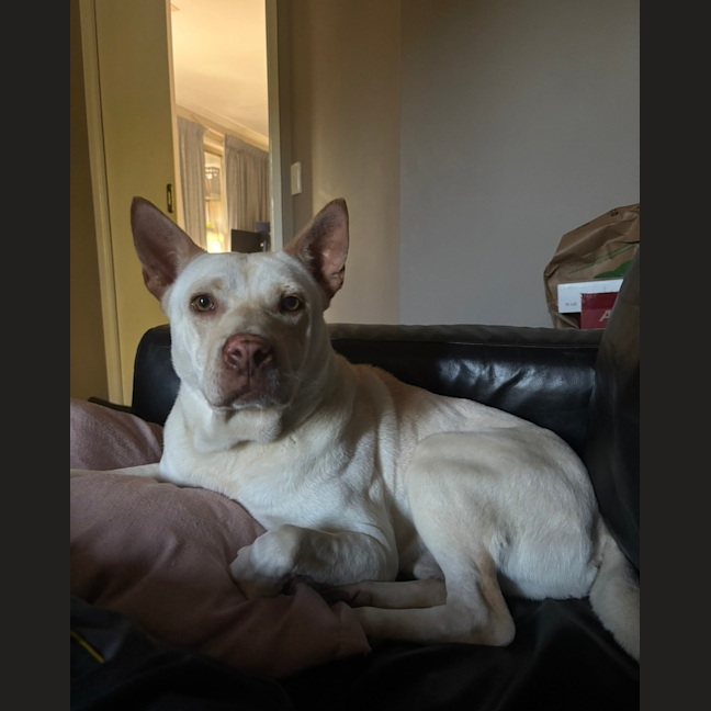 Photo of Marshmallow