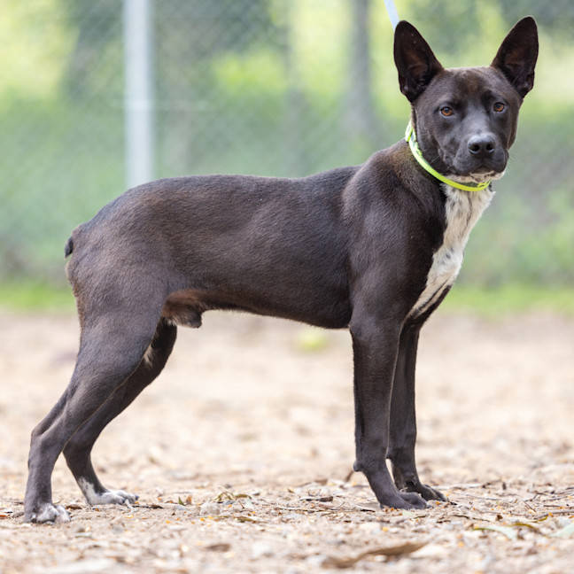 Photo of Koda