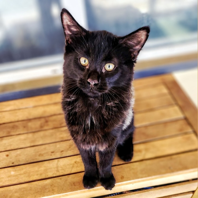 Photo of Jet