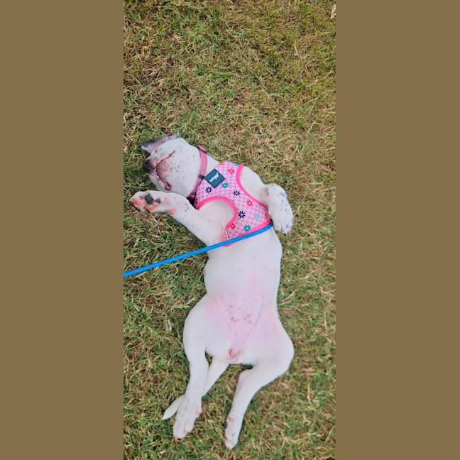 Photo of Sylvia    4 Month Old Cattle Dog