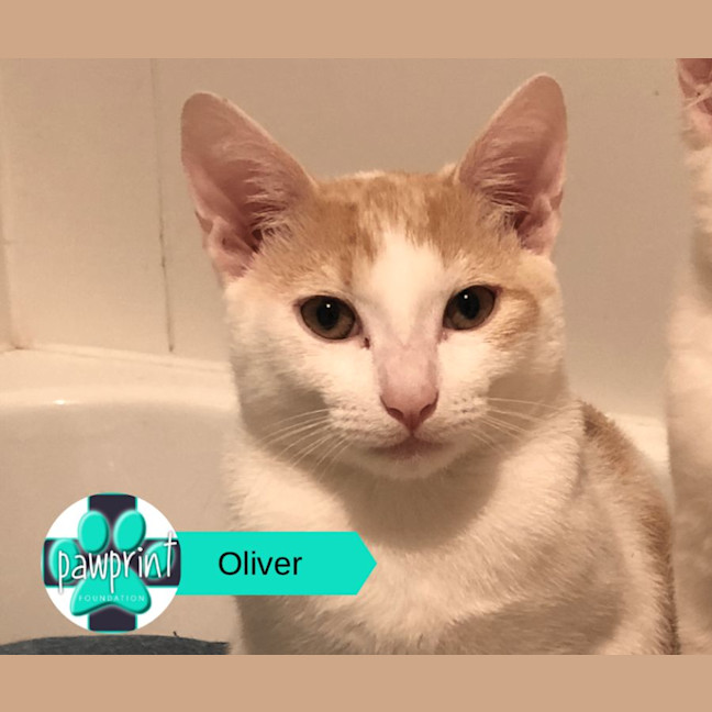 Photo of Oliver