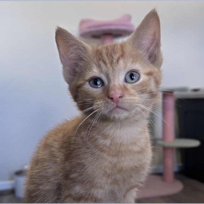 Photo of Churro