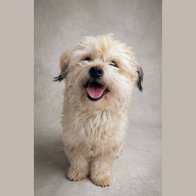 Photo of Houdini