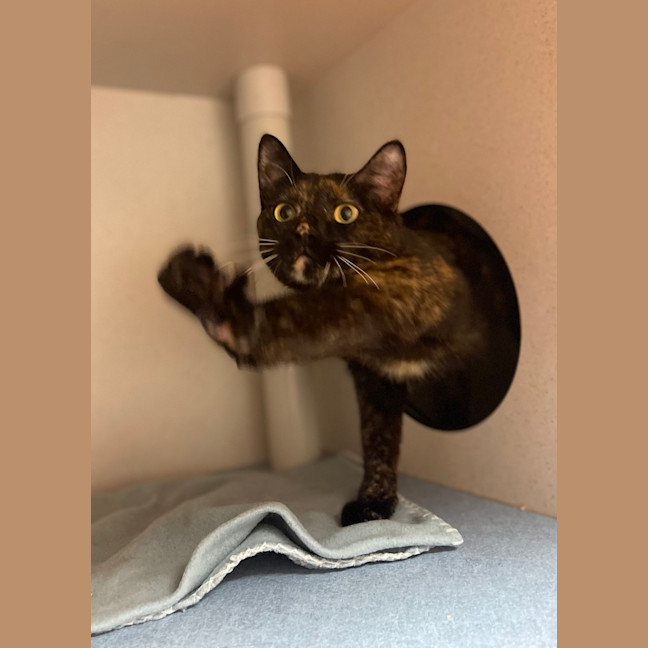 Photo of Mocha