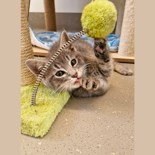 Photo of C1462 Comet