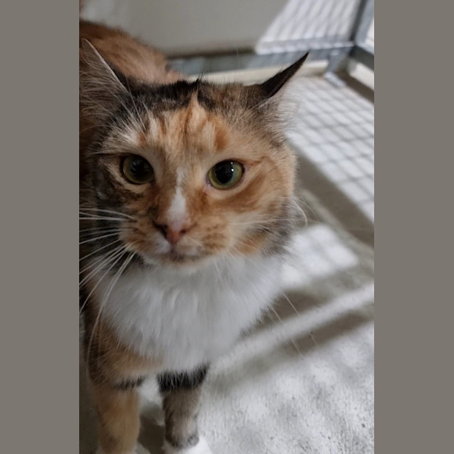 Photo of Birdie