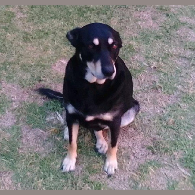 Photo of Milo
