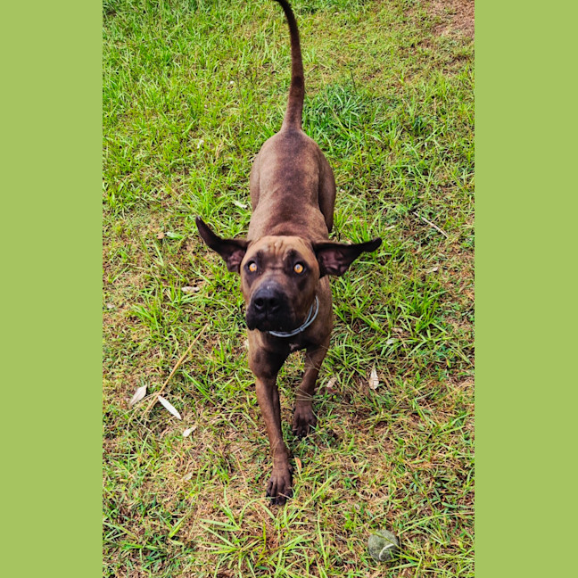 Photo of Lil' Moo (9038)