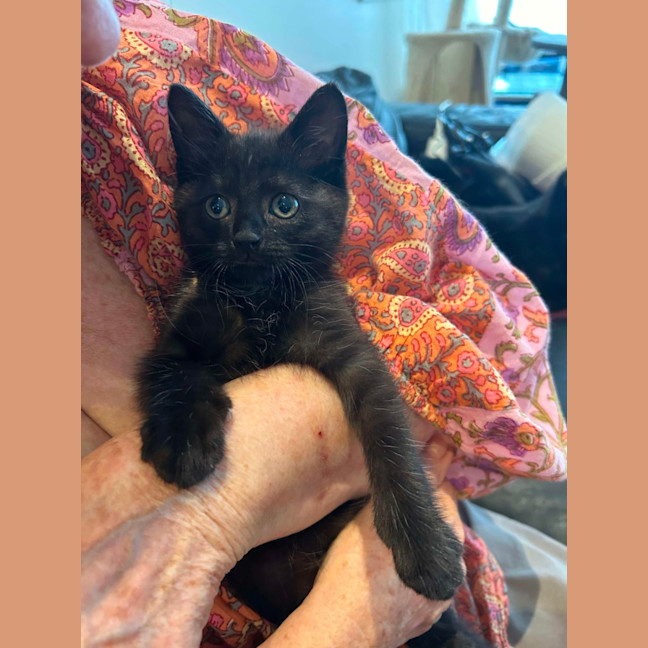Photo of Dash