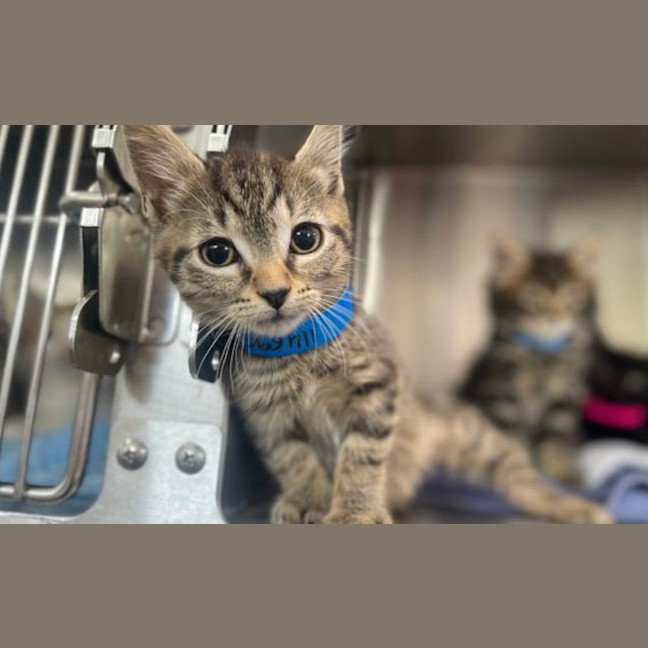 Photo of Pirate